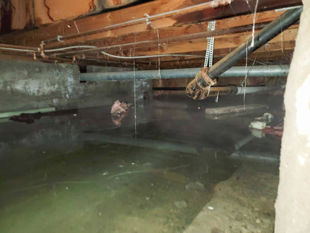 Best Mold removal after water damage  in Tano Road, NM