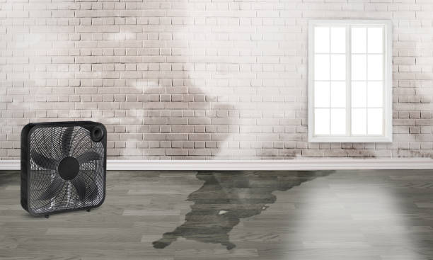 Best Water damage contractors near me  in Tano Road, NM
